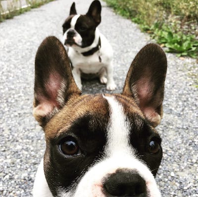 DeeDee and Summer the French Bullys